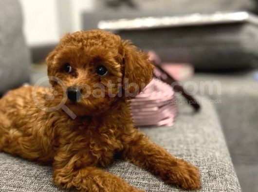 Red Brown Toy Poodle Yavrular görsel