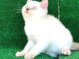 Irk Garanti̇li̇ Safkan Bri̇ti̇sh Shorthai̇r