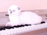2 Tane Scottish Fold Dişi Yavru