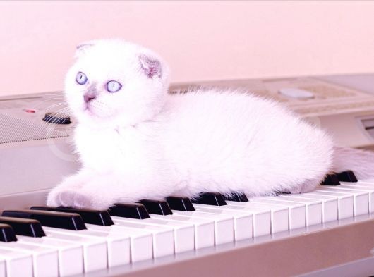 2 Tane Scottish Fold Dişi Yavru görsel