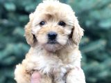 Güzelliği Ile Kendine Hayran Bırakan Brown Maltıpoo