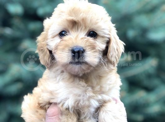 Güzelliği Ile Kendine Hayran Bırakan Brown Maltıpoo görsel