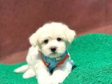 A Kali̇te Maltese Terri̇er