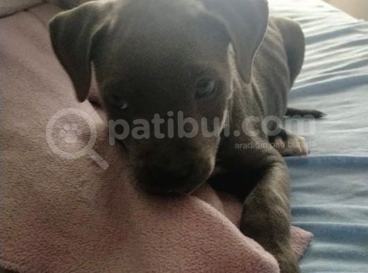 Aci̇l Pi̇tbull Blue Nose görsel