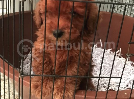 2 Aylık Red Poodel görsel
