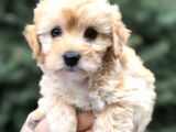 Toy Poodle Görselinde Muhteşem Brown Maltıpoo Yavrumuz