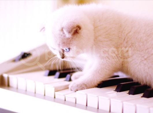 2 Tane Scottish Fold Dişi Yavru görsel
