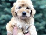 Güzelliği Ile Kendine Hayran Bırakan Brown Maltıpoo
