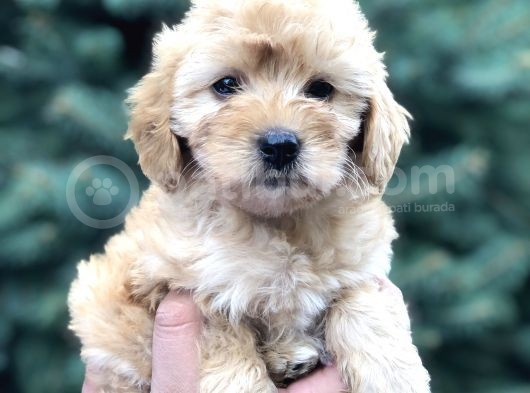 Güzelliği Ile Kendine Hayran Bırakan Brown Maltıpoo görsel