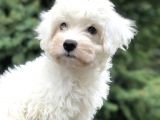Dizayn Irk Morkie Güzelliğii