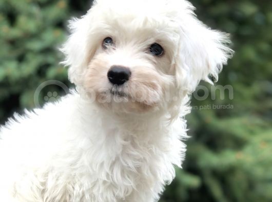 Dizayn Irk Morkie Güzelliğii görsel