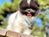 Ayıcık Boo Traşlı Özel Pomeranian