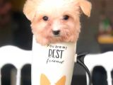 2.5 Aylık 0 Numara Maltipoo Yavrularımız