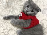 Scottish Fold Oğlumuza Ömürlük Yuva Arıyoruz