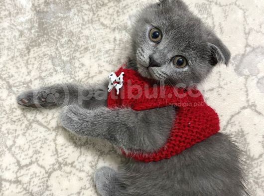 Scottish Fold Oğlumuza Ömürlük Yuva Arıyoruz görsel