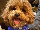 RED Brown Toy Poodle Yavrular