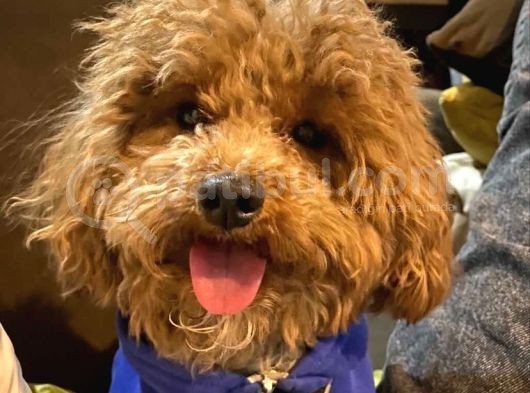Red Brown Toy Poodle Yavrular