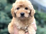 Güzelliği Ile Kendine Hayran Bırakan Brown Maltıpoo