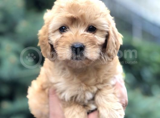 Güzelliği Ile Kendine Hayran Bırakan Brown Maltıpoo görsel