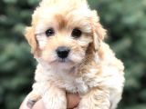 Toy Poodle Görselinde Muhteşem Brown Maltıpoo Yavrumuz