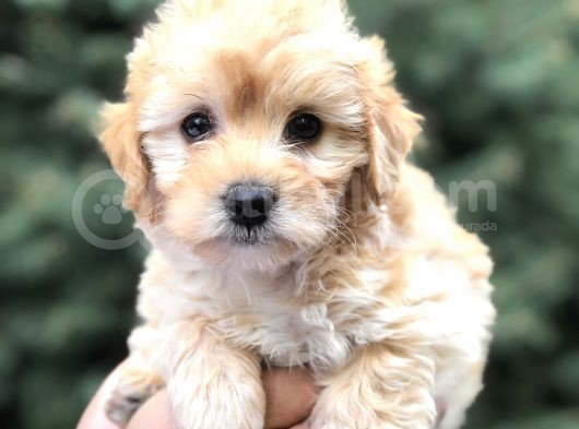 Toy Poodle Görselinde Muhteşem Brown Maltıpoo Yavrumuz görsel