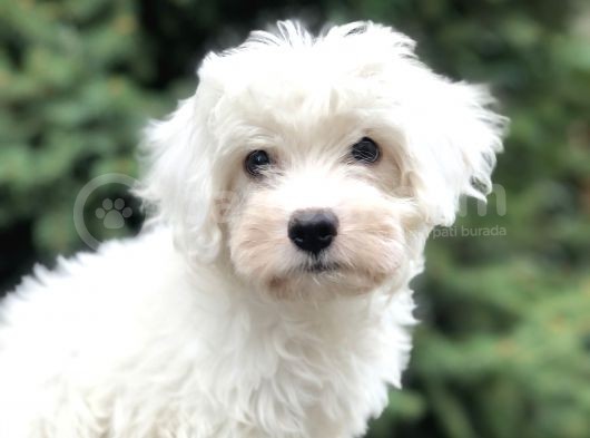 Dizayn Irk Morkie Güzelliğii görsel