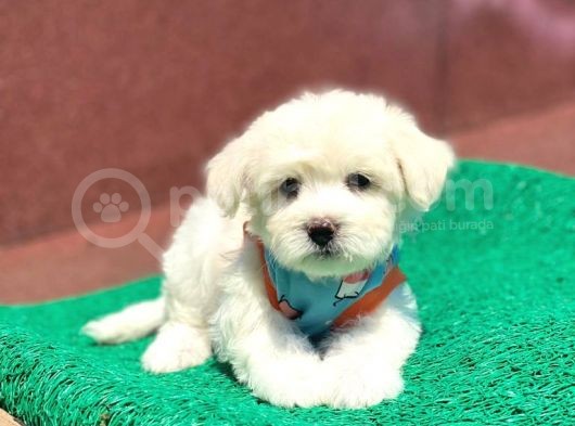 A Kali̇te Maltese Terri̇er görsel