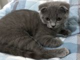 Scottish Fold Oğlumuza Ömürlük Yuva Arıyoruz