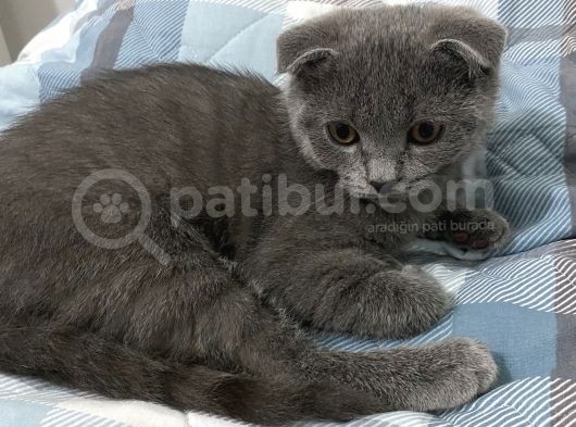 Scottish Fold Oğlumuza Ömürlük Yuva Arıyoruz