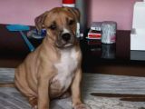 Abkc Scr’li Merle Soyu  Şampiyon Heryere Gönderim Var