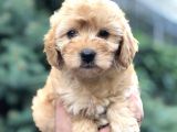 Güzelliği Ile Kendine Hayran Bırakan Brown Maltıpoo