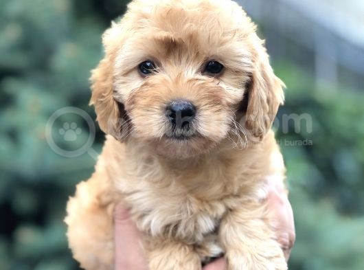 Güzelliği Ile Kendine Hayran Bırakan Brown Maltıpoo görsel