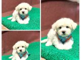A Kali̇te Maltese Terri̇er