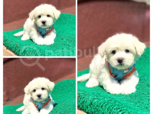 A Kali̇te Maltese Terri̇er