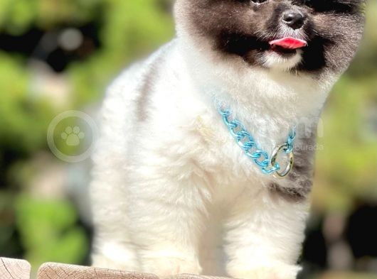 Ayıcık Boo Traşlı Özel Pomeranian görsel