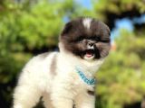 Ayıcık Boo Traşlı Özel Pomeranian