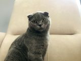 4 Aylık Scottish Fold