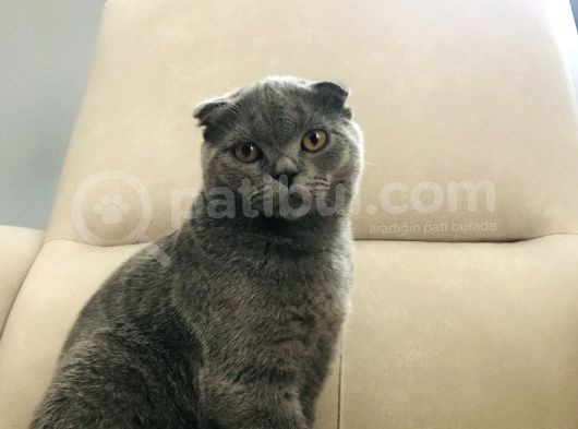 4 Aylık Scottish Fold
