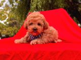 Red Brown Toy Poodle Yavrular