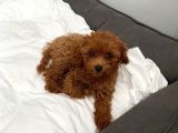 Red Brown Toy Poodle Yavrular