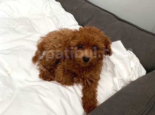 Red Brown Toy Poodle Yavrular görsel