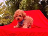 Red Brown Toy Poodle Yavrular
