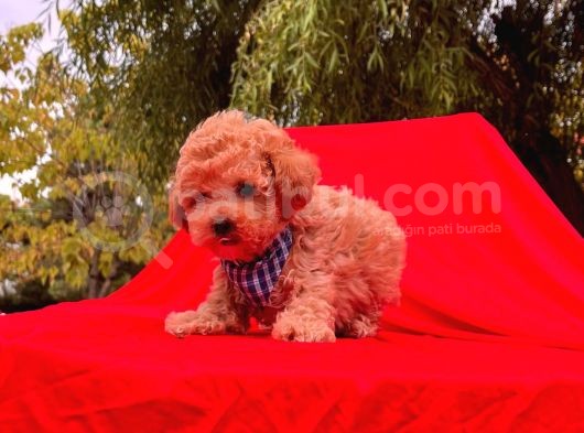 Red Brown Toy Poodle Yavrular görsel