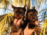 Tea Cup Yorkshire Terrier Yavrularımız Hazırdır
