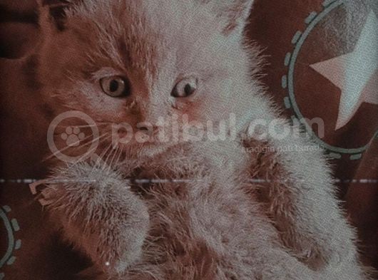 En Şekerleri̇ Bi̇zi̇mki̇ler görsel