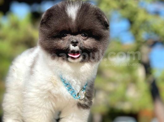 Ayıcık Boo Traşlı Özel Pomeranian görsel