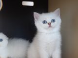 Secereli Mavi Gözlü Scottish Fold Ve Straight Yavrular
