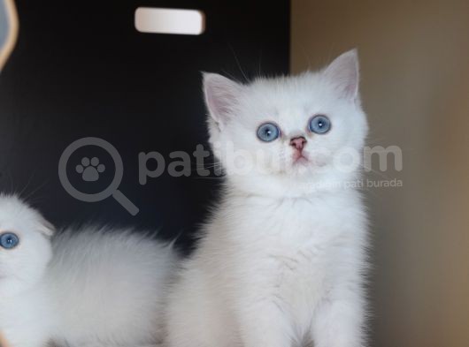 Secereli Mavi Gözlü Scottish Fold Ve Straight Yavrular görsel