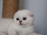 Secereli Mavi Gözlü Scottish Fold ve Straight Yavrular