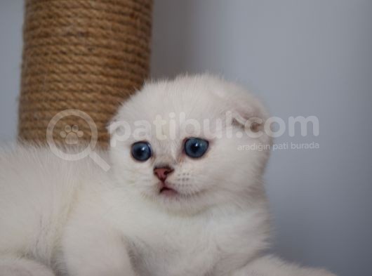 Secereli Mavi Gözlü Scottish Fold Ve Straight Yavrular